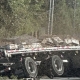 250 MILLION BEES SWARM AFTER TRUCK OVERTURNS