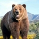 SALE OF BROWN BEAR MEAT APPROVED IN SLOVAKIA