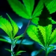 US RECLASSIFIES CANNABIS AS LESS DANGEROUS 