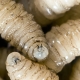 FLESH-EATING SCREWWORM DETECTED IN U.S AFTER 60 YEARS