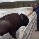 TOURIST GORED BY BISON IN YELLOWSTONE AS VISITORS KEEP FORGETTING THEY'RE NOT IN A PETTING ZOO